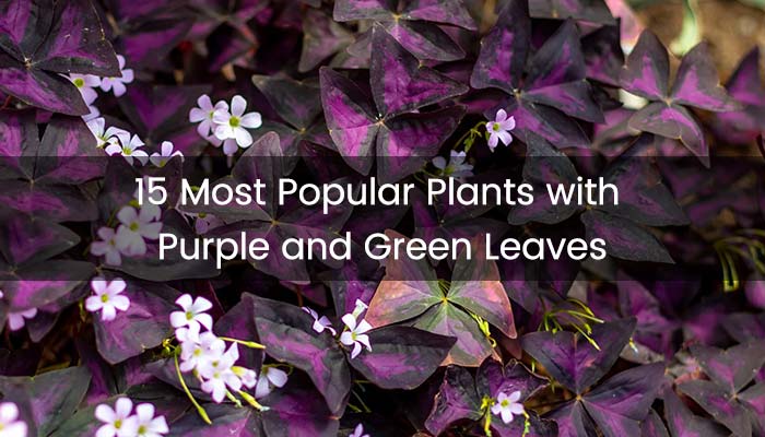 Plants with Purple and Green Leaves