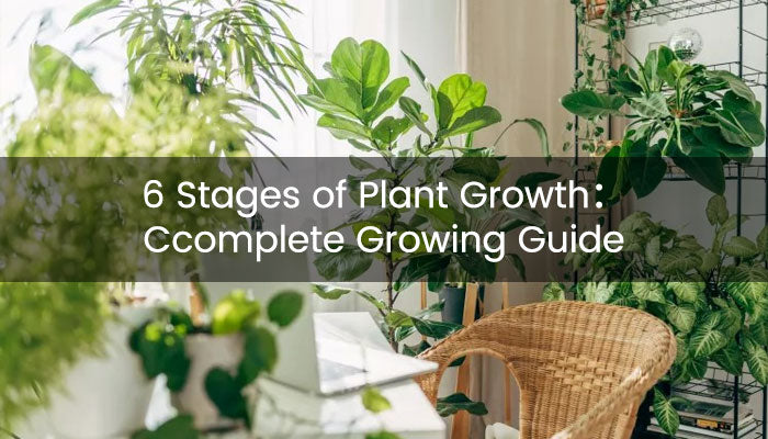 6 Stages of Plant Growth