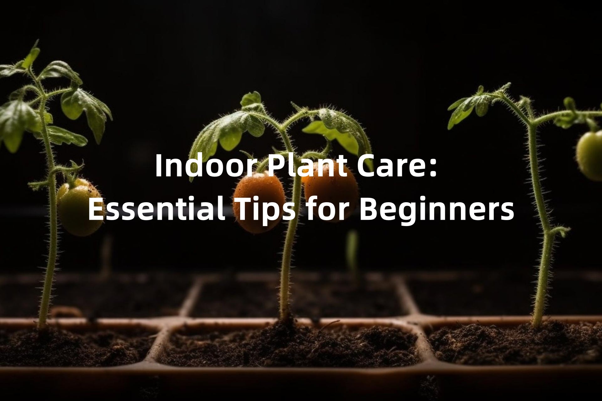 Indoor Plant Care : Essential Tips for Beginners
