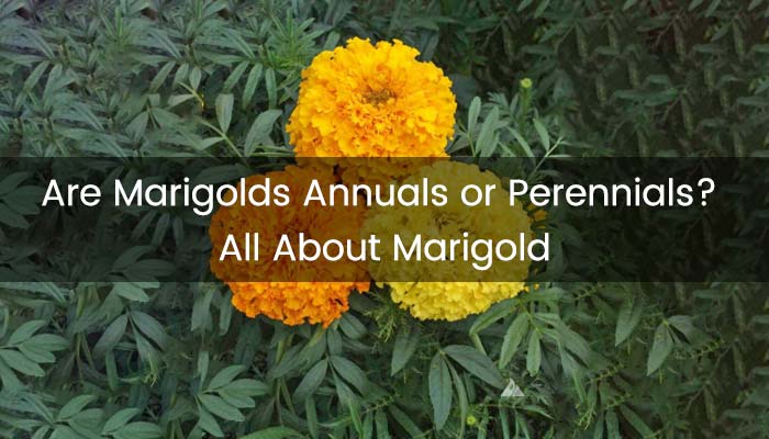 Are Marigolds Annuals or Perennials