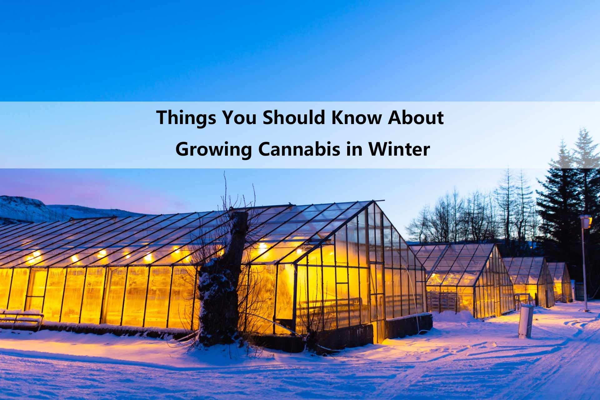 Things You Should Know About Growing Cannabis in Winter