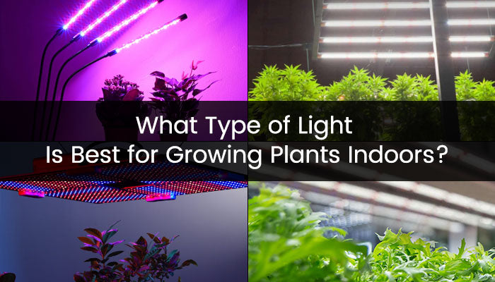 What Type of Light Is Best for Growing Plants Indoors?