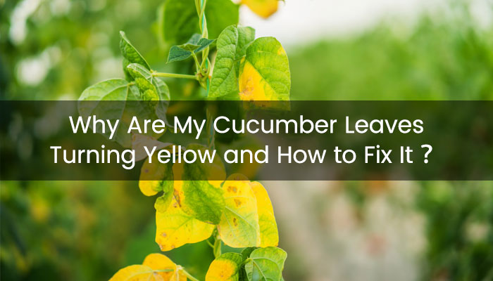Cucumber Leaves Turning Yellow
