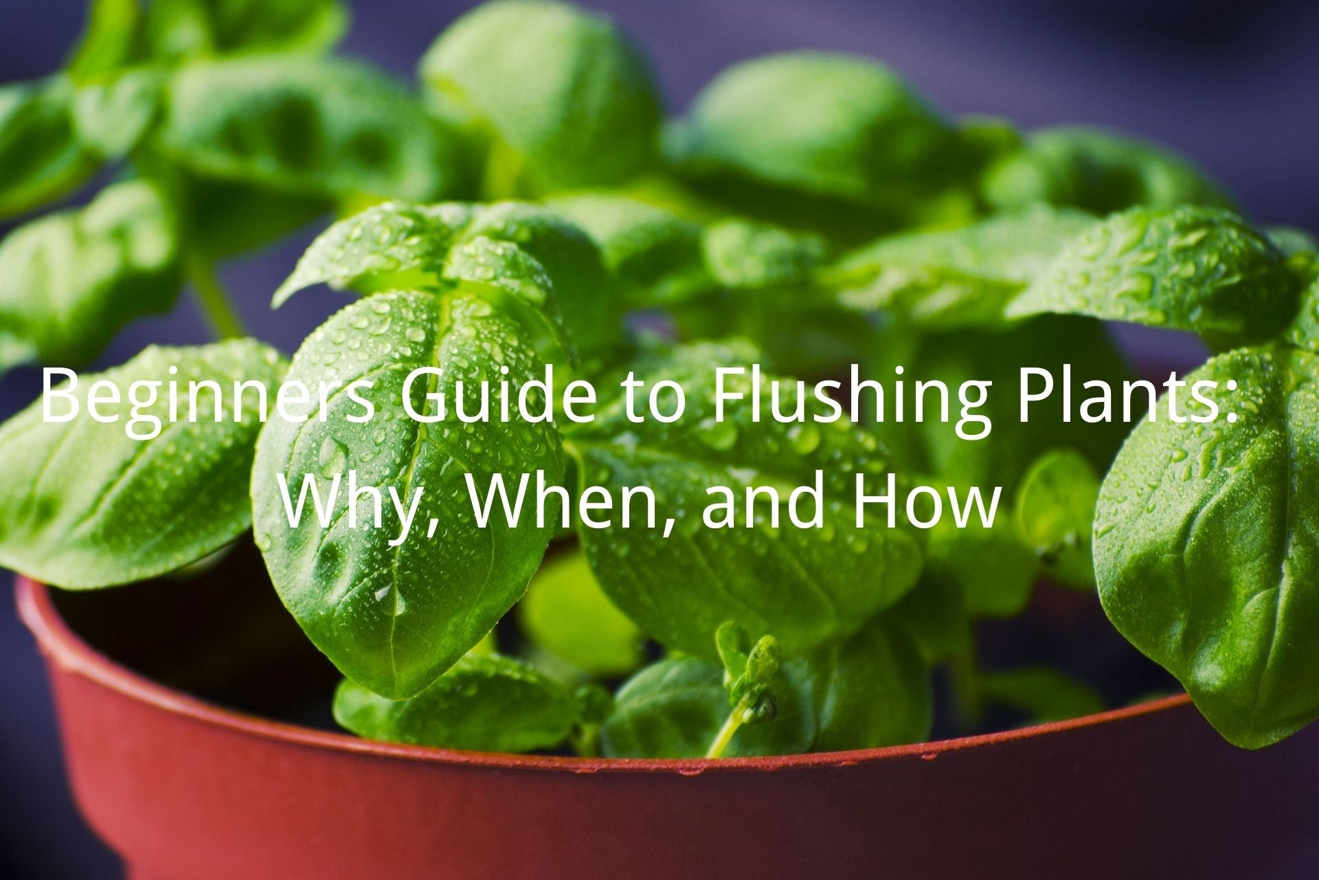 flushing plants