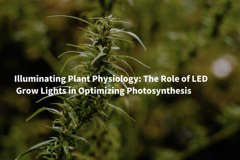 Illuminating Plant Physiology: The Role of LED Grow Lights in Optimizing Photosynthesis