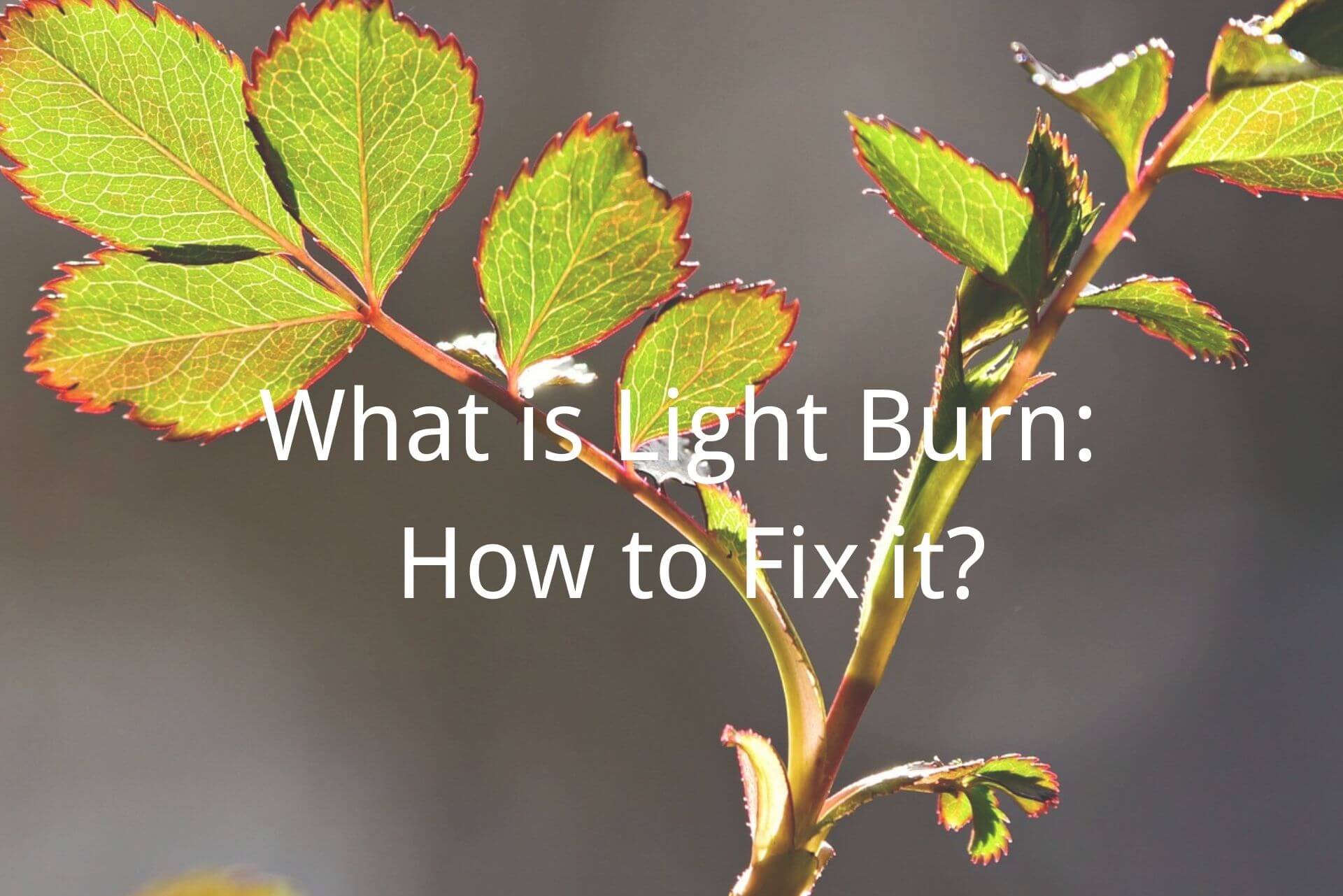 what is light burn