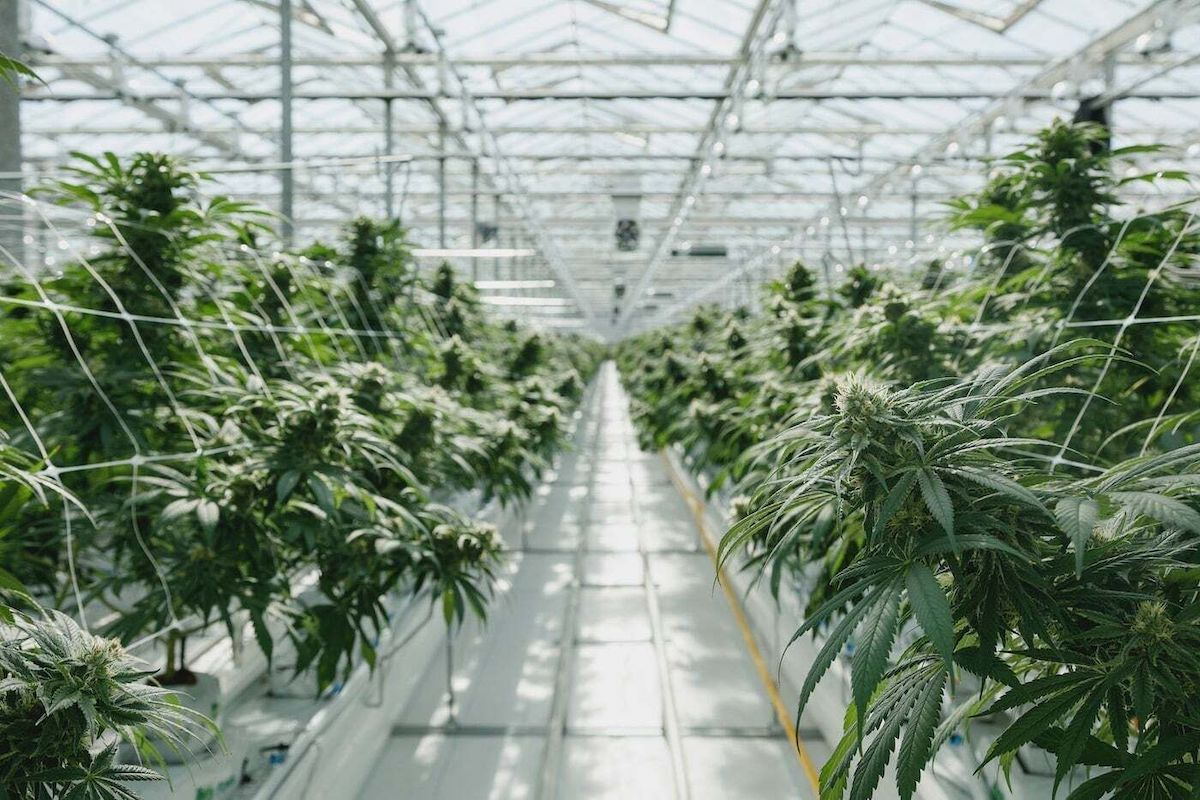 Commercial Grow Lights