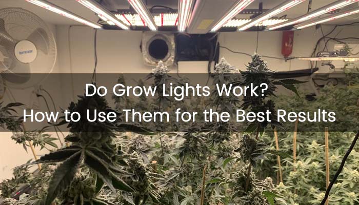 Do Grow Lights Work