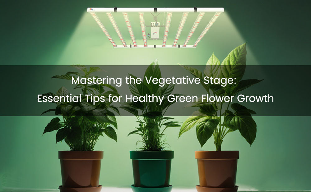 Mastering the Vegetative Stage: Essential Tips for Healthy Green Flower Growth