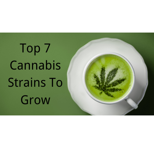Top 7 Cannabis Strains To Grow