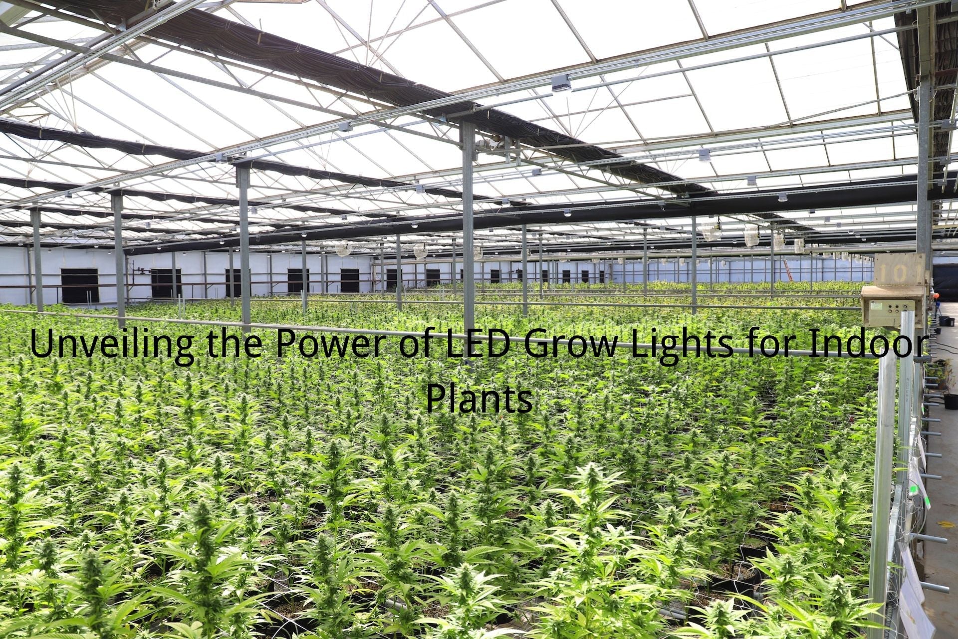 Unveiling the Power of LED Grow Lights for Indoor Plants