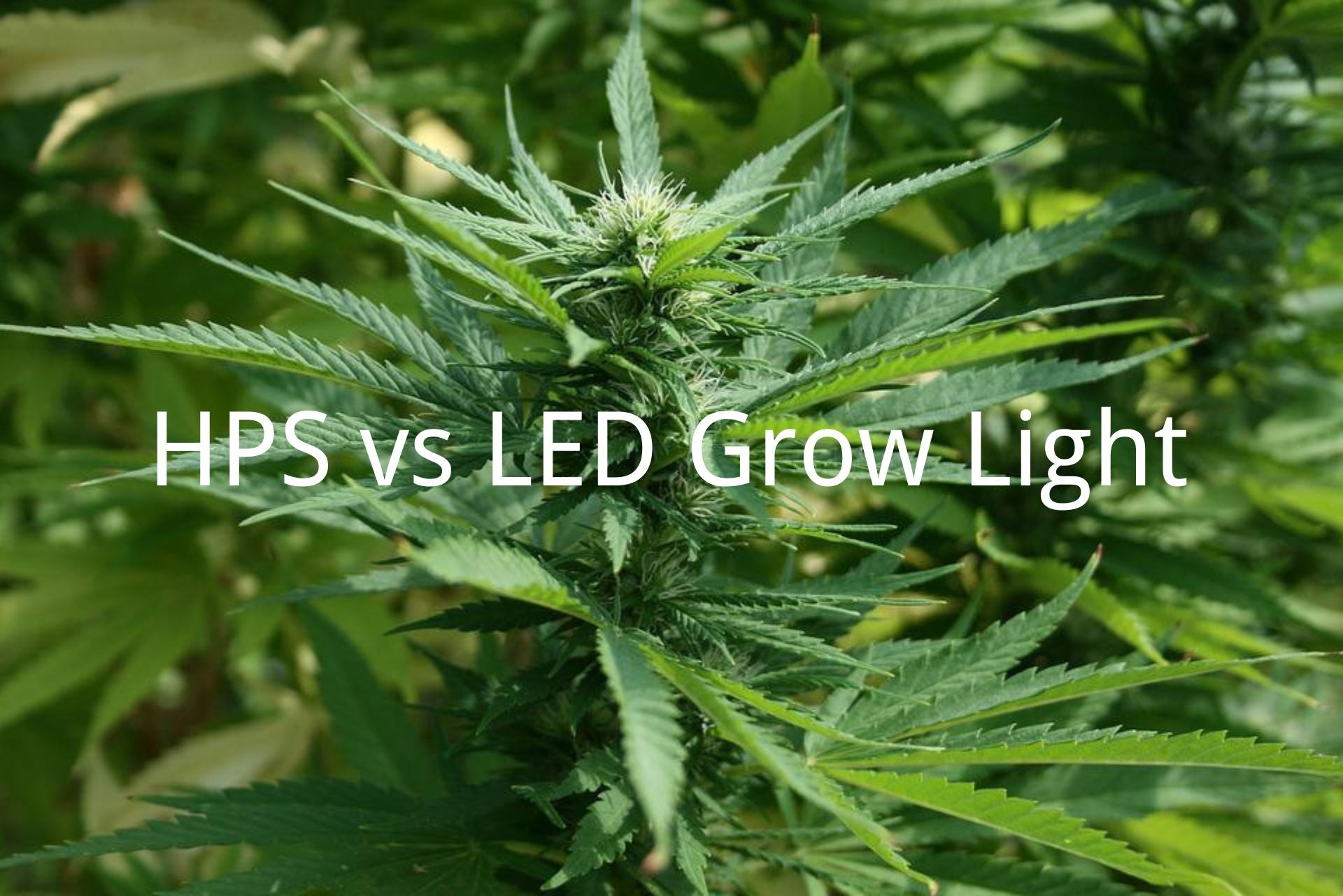 HPS vs LED