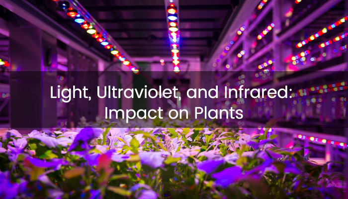 Light, Ultraviolet, and Infrared: Impact on Cannabis Plants