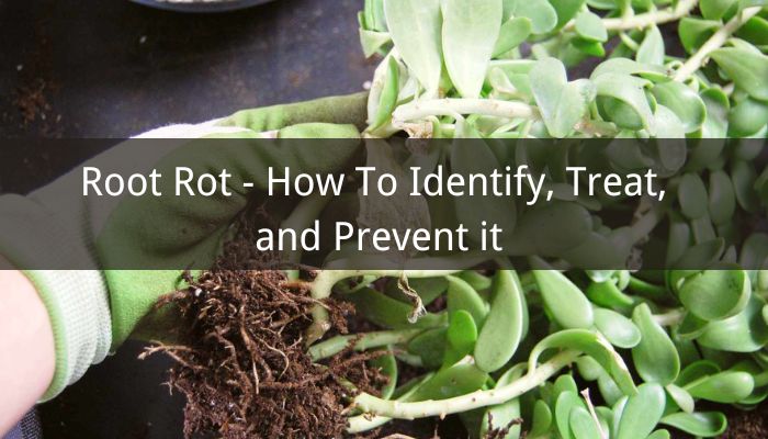 Root Rot - How To Identify, Treat, and Prevent it