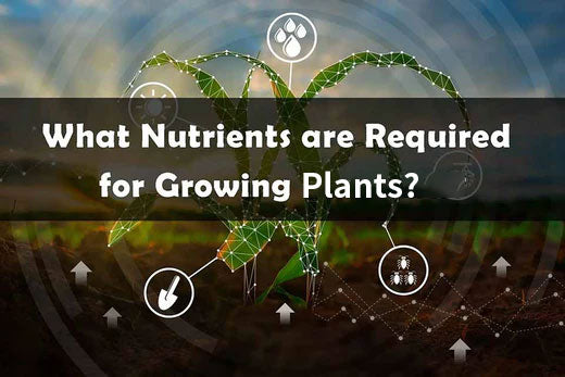 What Nutrients are Required For Growing Green Herb?