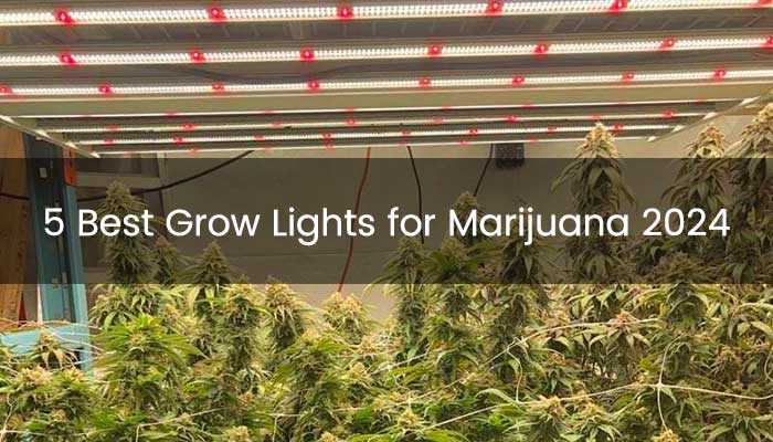 Best LED Grow Lights