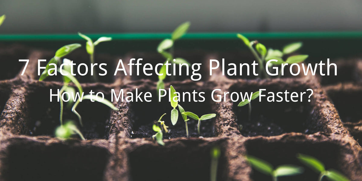7 Factors Affecting Plant Growth What Makes Plants Grow?
