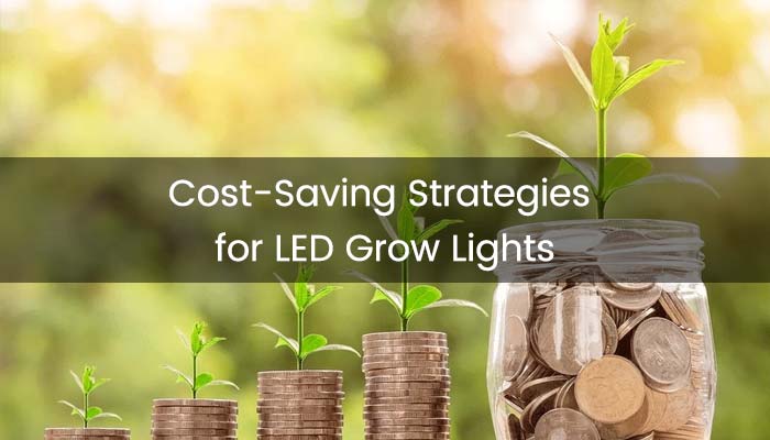 Cost-Saving Strategies for LED Grow Lights