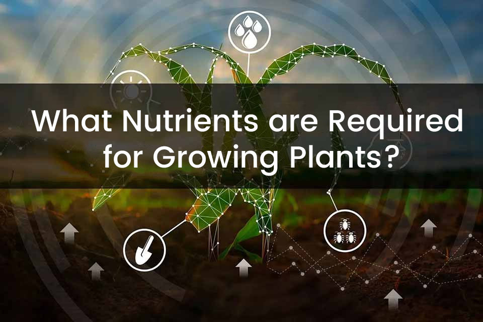 What Nutrients are Required For Growing Plants?