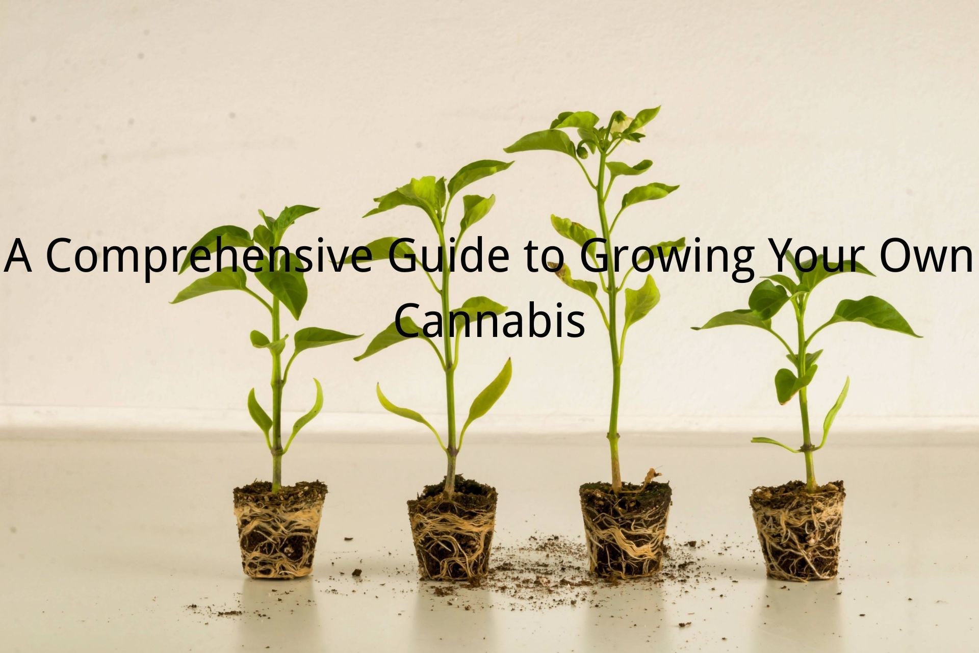 medicgrowA Comprehensive Guide to Growing Your Own Cannabis
