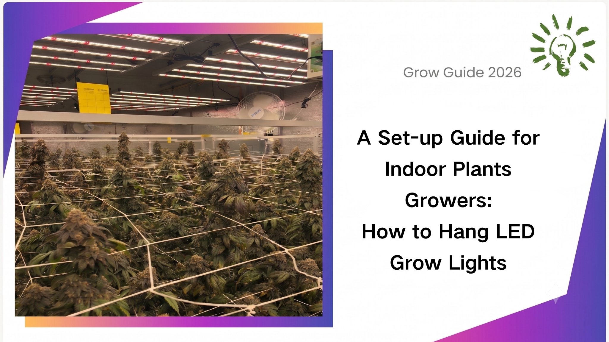 A Set-up Guide for Indoor Plants Growers: How to Hang LED Grow Lights