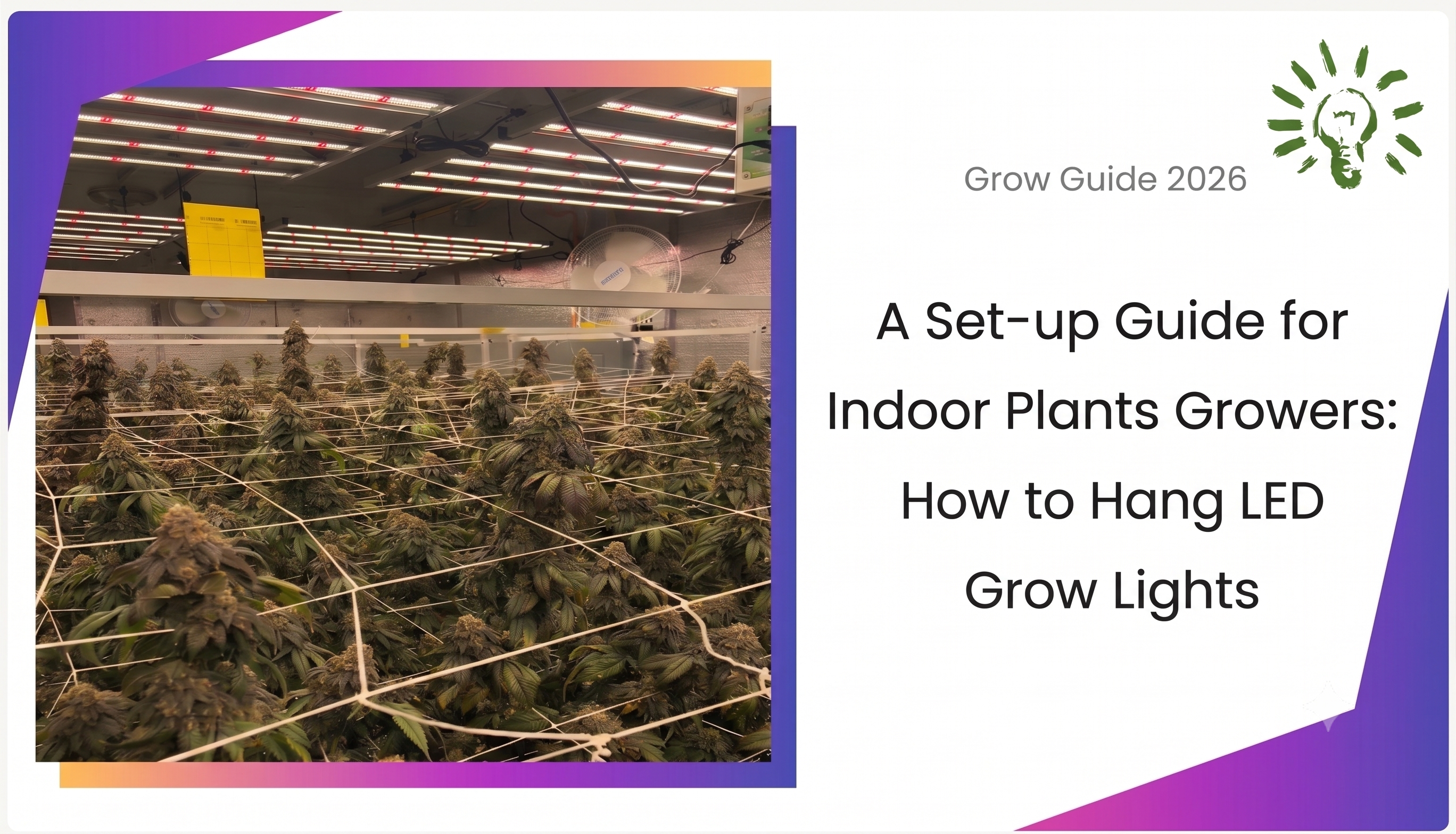 A Set-up Guide for Indoor Plants Growers: How to Hang LED Grow Lights