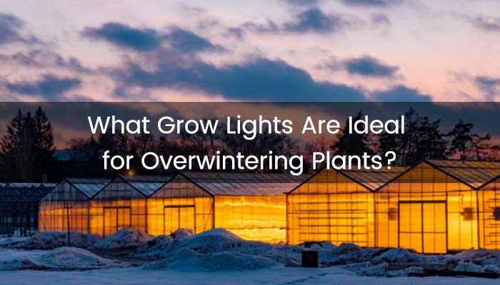 Grow Lights for Overwintering Plants