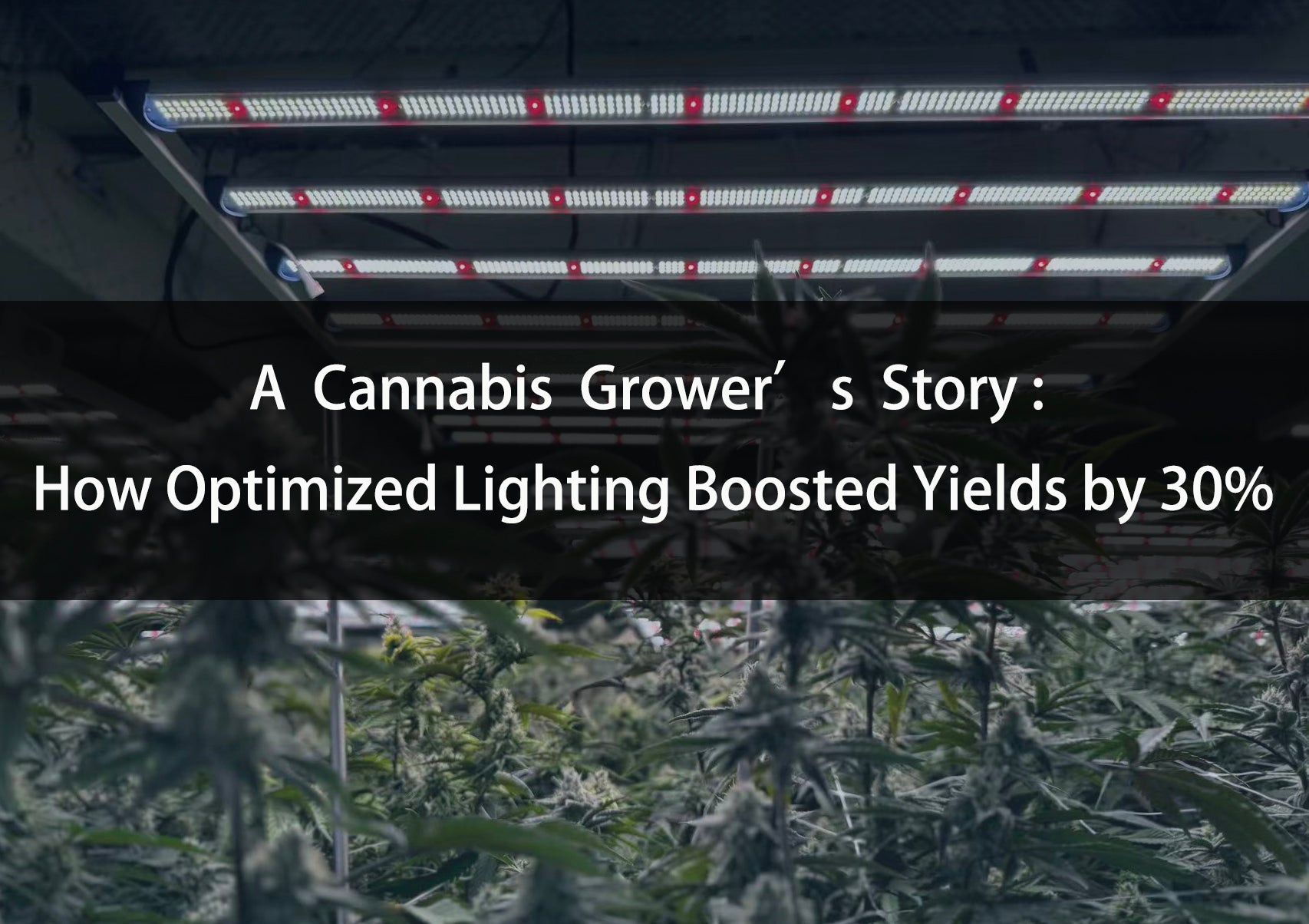 A Cannabis Grower’s Story: How Optimized Lighting Boosted Yields by 30%