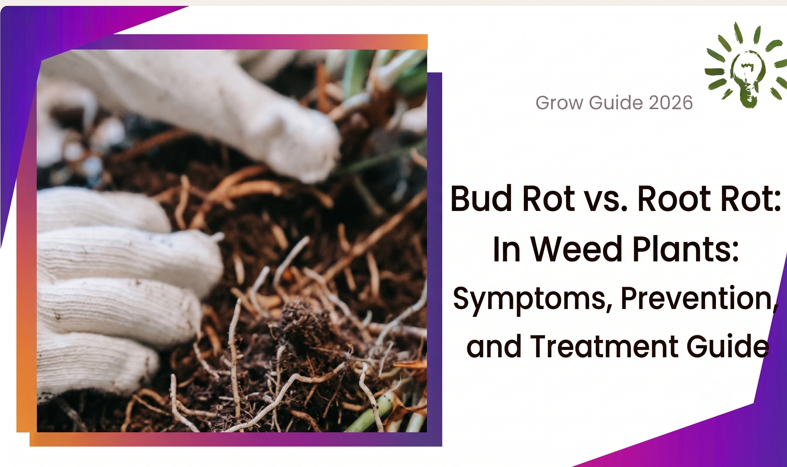 Bud Rot vs. Root Rot in Weed Plants: Symptoms, Prevention, and Treatment Guide