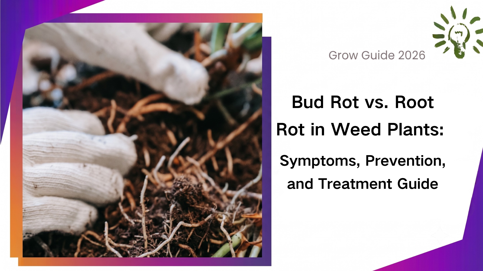 Bud Rot vs. Root Rot in Weed Plants: Symptoms, Prevention, and Treatment Guide