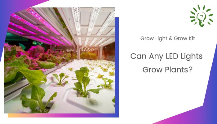 Can Any LED Light Grow Plants?