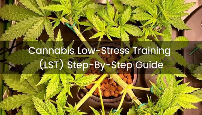 Low-Stress Training (LST) Step-By-Step Guide