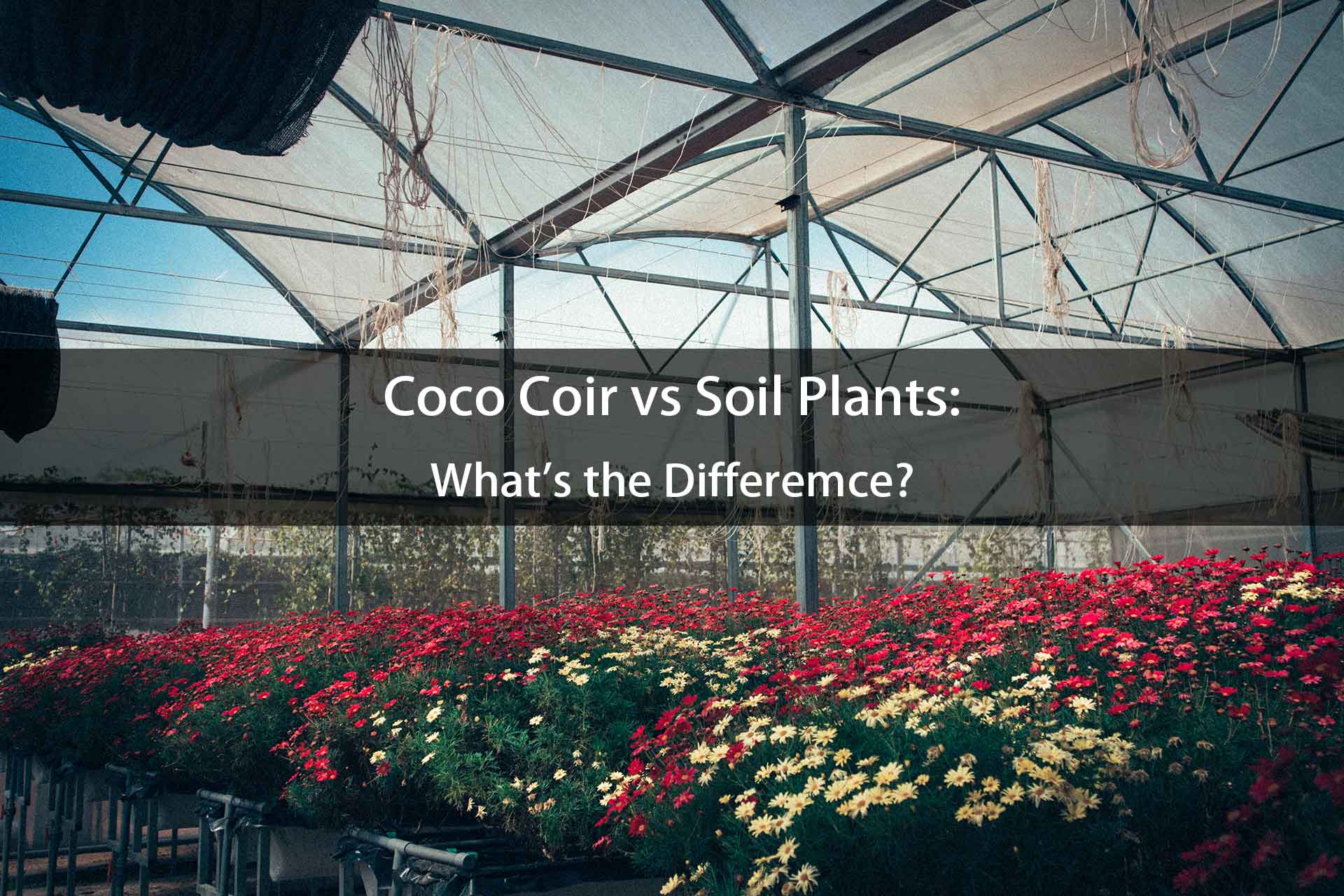 Coco Coir Plants vs. Soil Plants: What's the Difference?