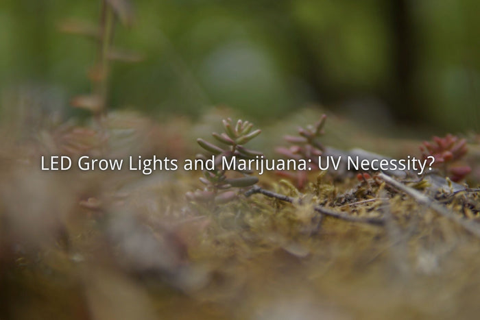 LED Grow Lights and Marijuana: UV Necessity?