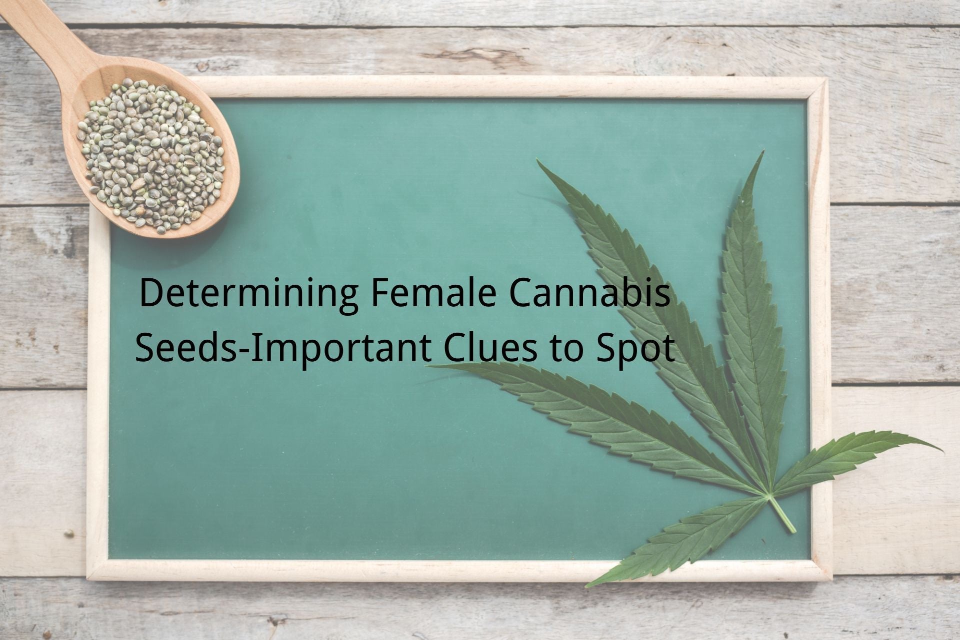 Determining Female Cannabis Seeds: Important Clues to Spot