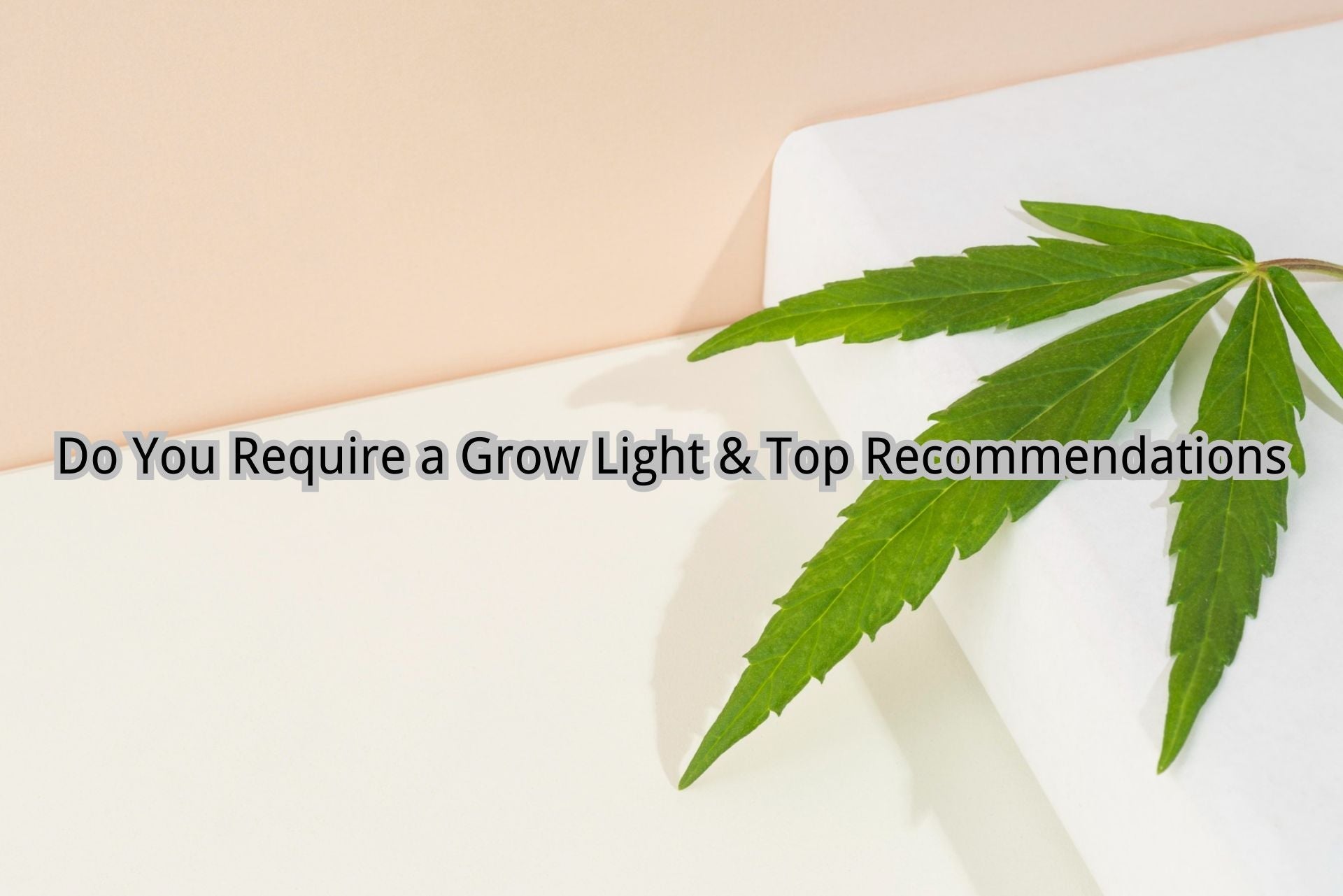 Do You Require a Grow Light & Top Recommendations