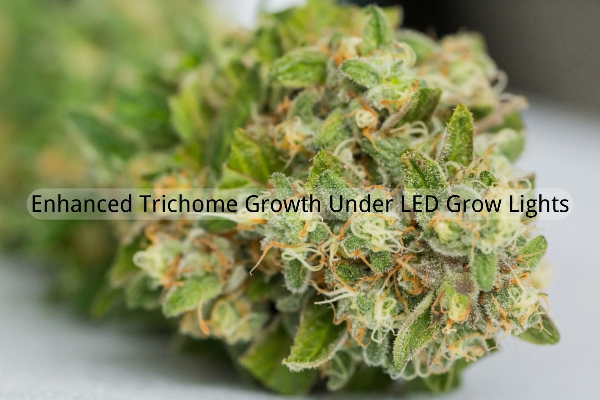 Enhanced Trichome Growth Under LED Grow Lights