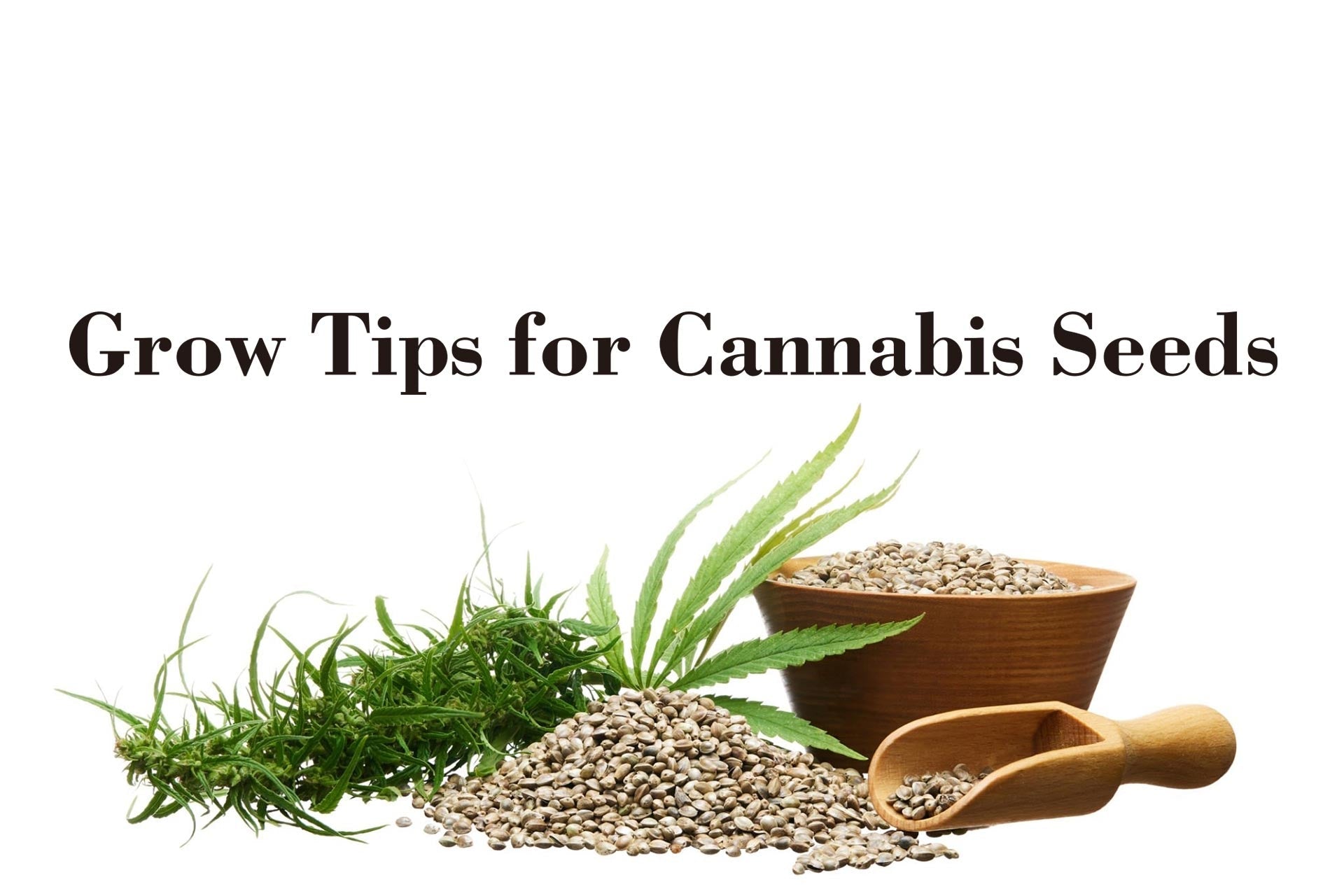Growing Tips for Cannabis Seeds