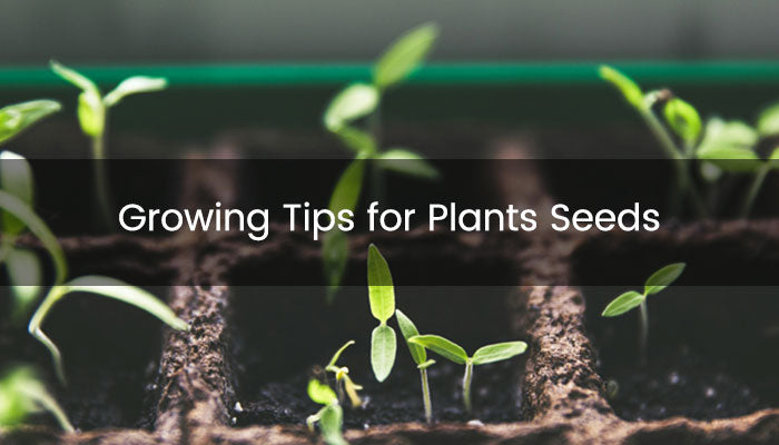 Growing Tips for Seeds