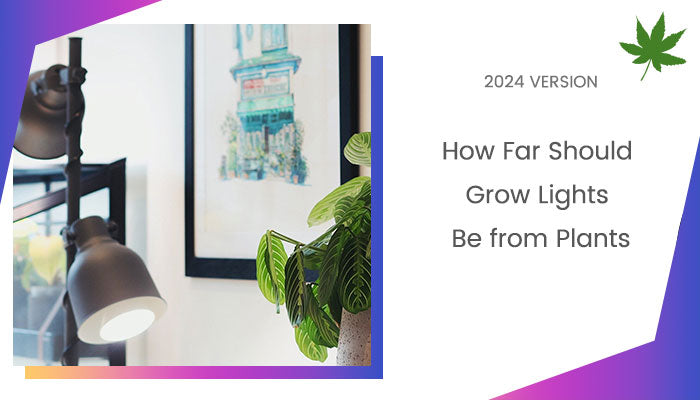How Far Should Grow Lights Be from Plants?