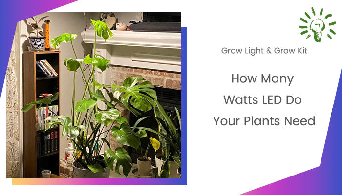 How Many Watts LED Do Your Plants Need?