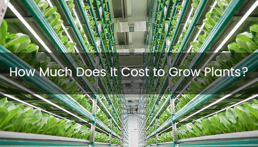 How Much Does It Cost to Grow Green Herb?