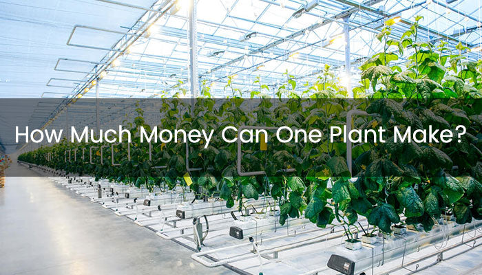 How Much Money Can One Plant Make?