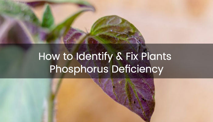 Plants Phosphorus Deficiency