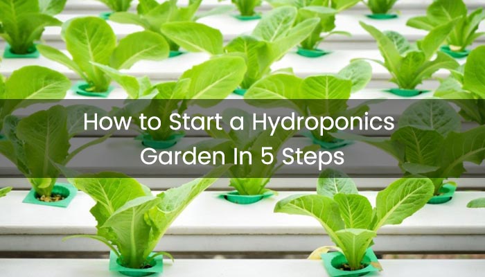 How to Start a Hydroponics Garden