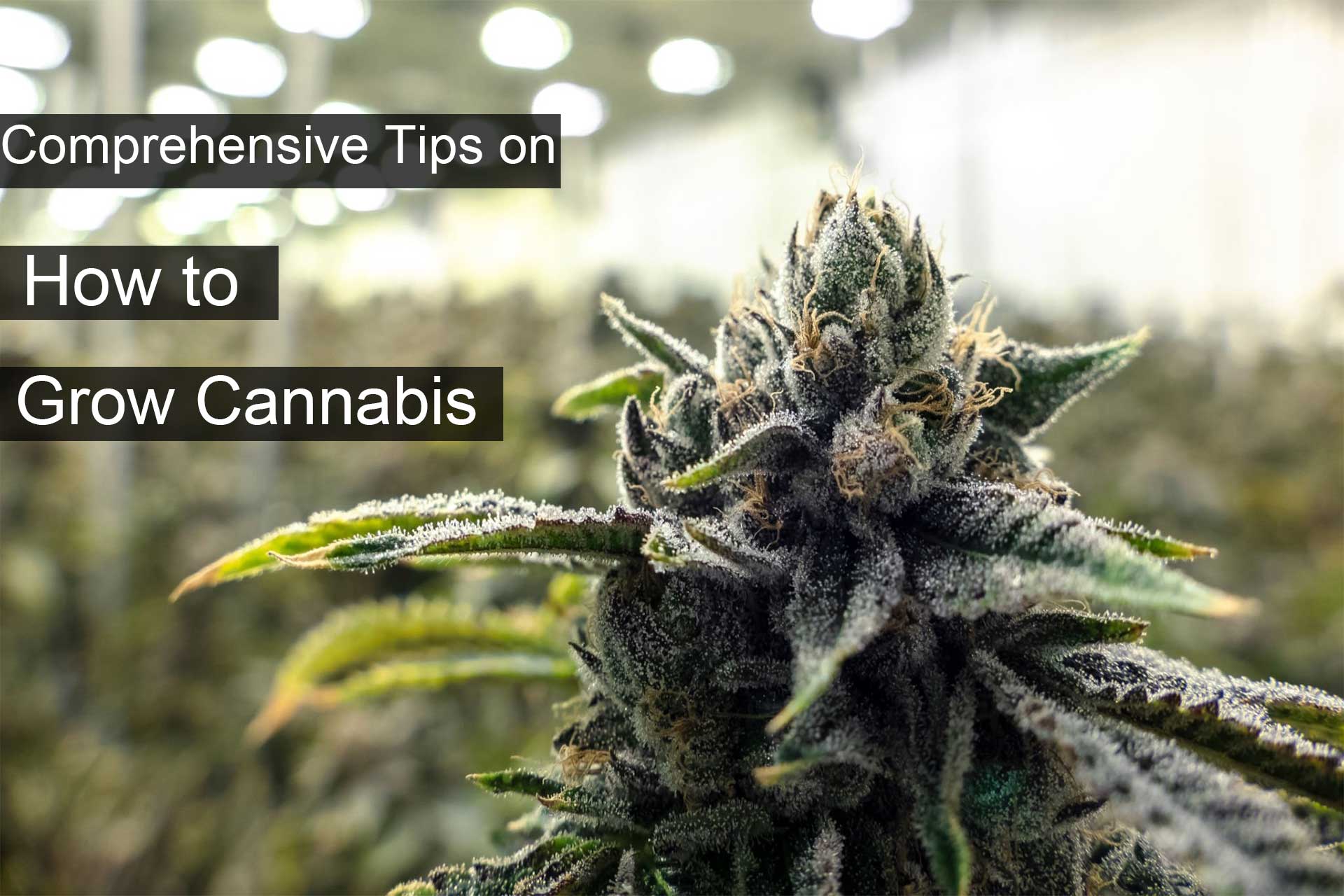 Comprehensive Tips on How to Grow Cannabis
