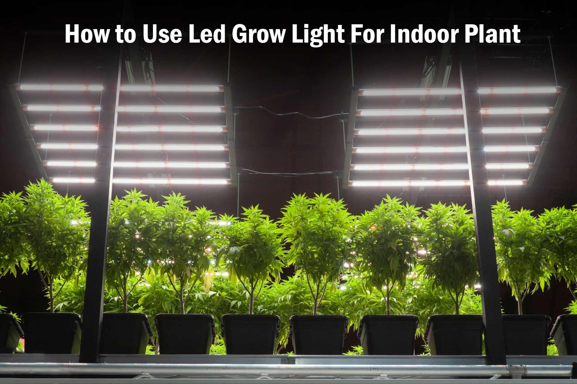 How to Use LED Grow Lights for Indoor Plants