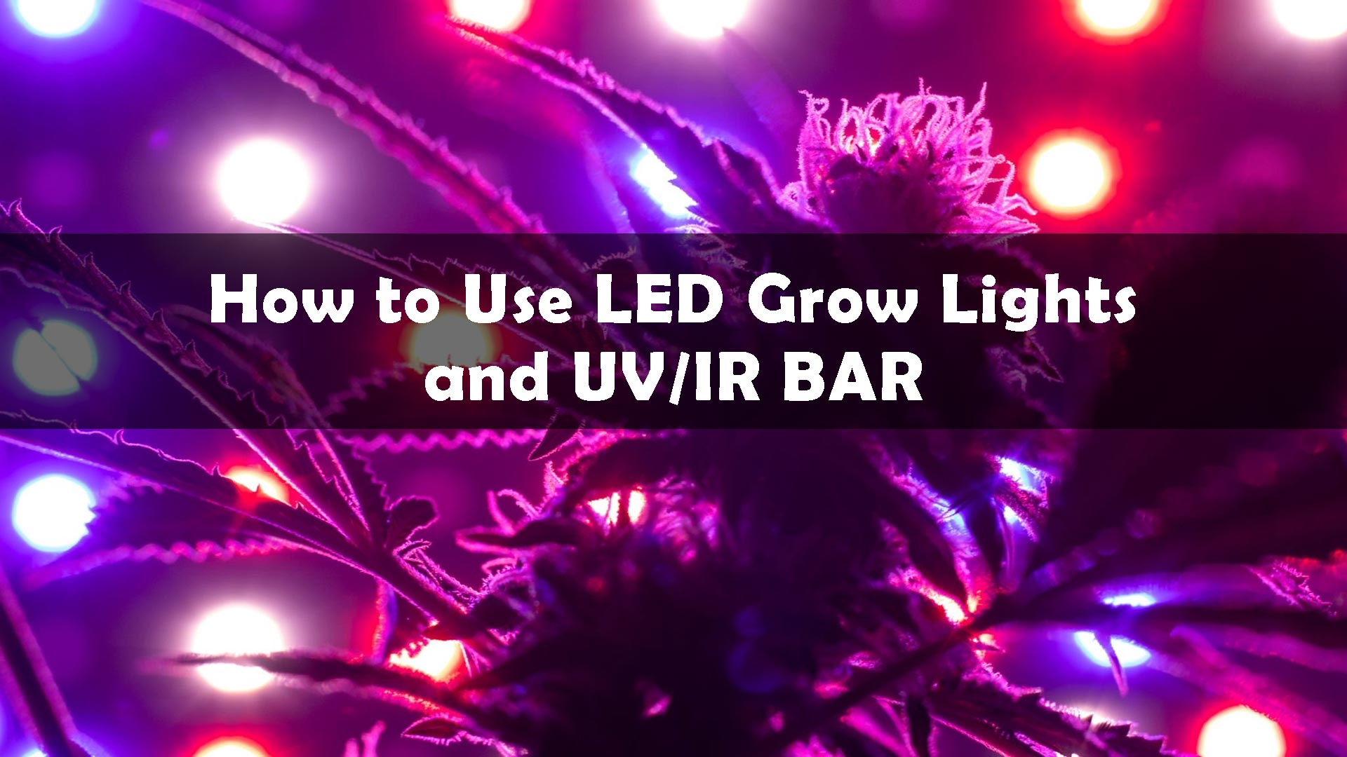 How to Use LED GROW Lights And UV/IR BAR