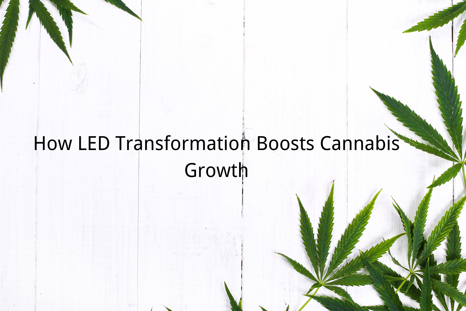 How LED Transformation Boosts Cannabis Growth
