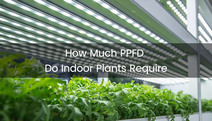 How Much PPFD Do Indoor Plants Require